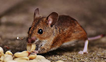 24 Hour & Emergency Exterminators in Fleet, VA